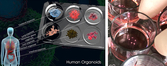 배양접시 속 미니장기, 오가노이드