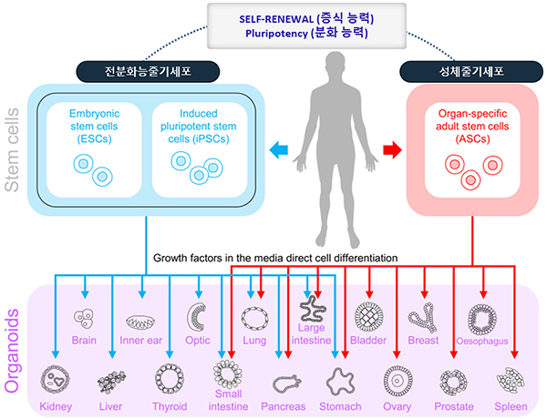 성체줄기세포